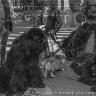 Francesco Fogazzi.MONDO CANE